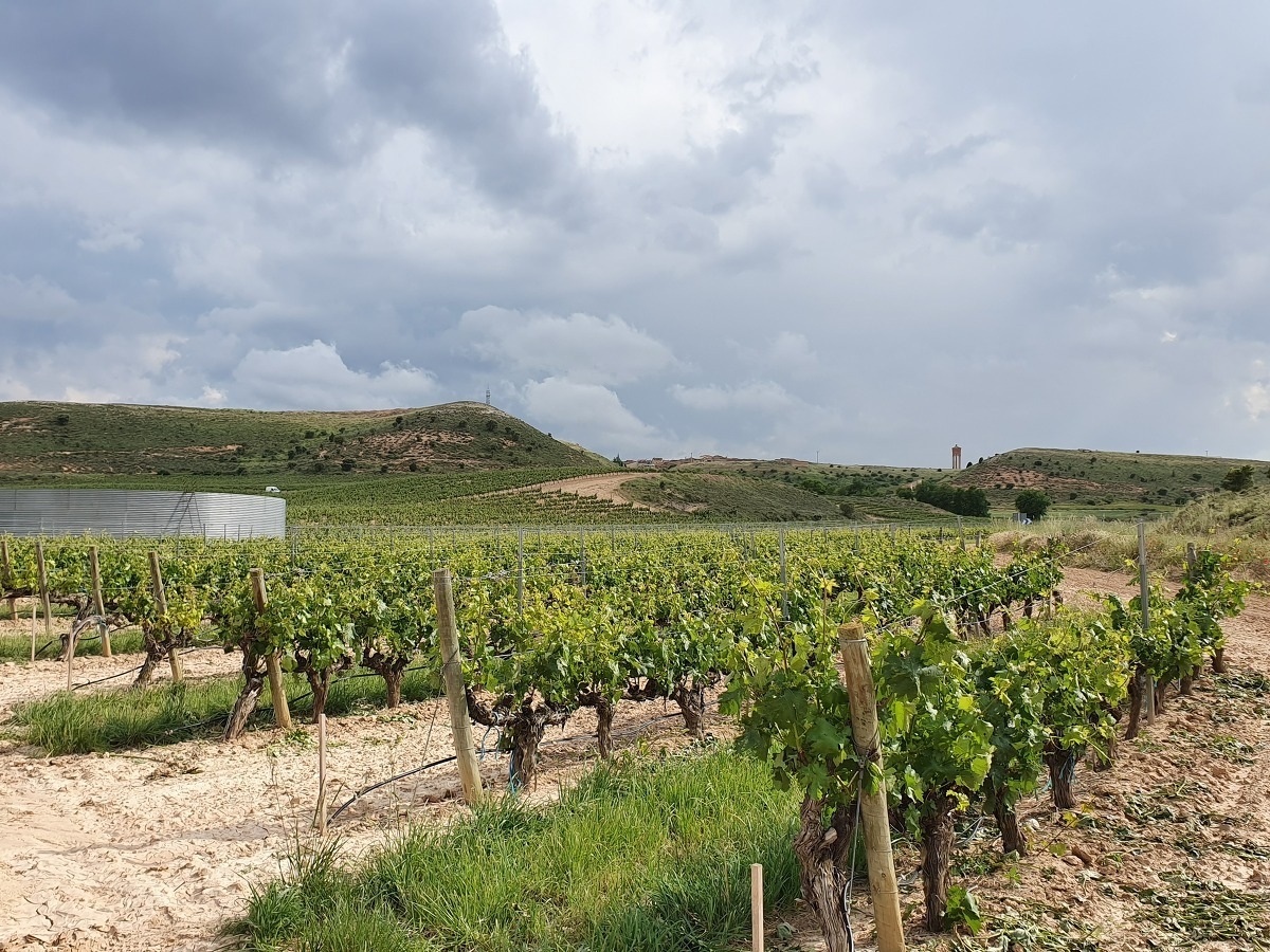 Medidas extraordinarias para el sector del vino
