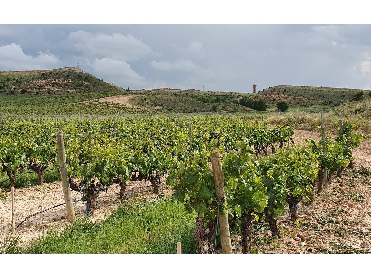 Ayudas para la cosecha en verde del viñedo
